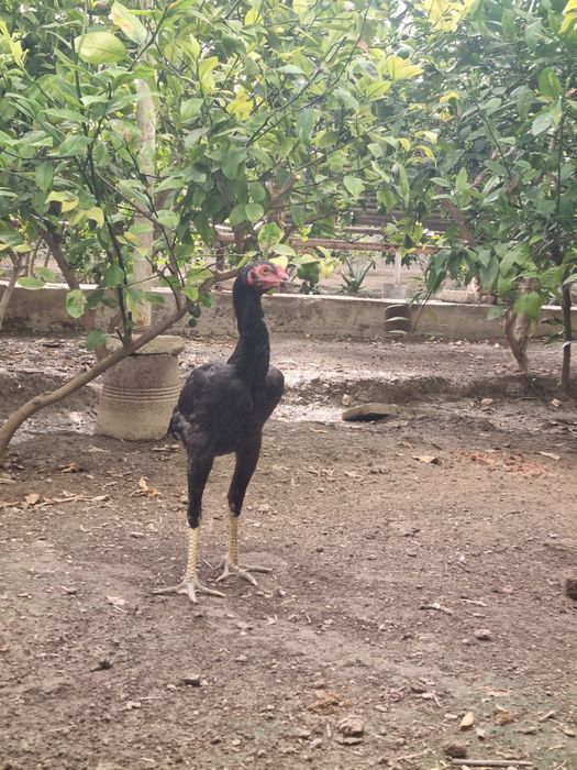 Dakan xoʻroʻzcha va mokioncha sotiladi