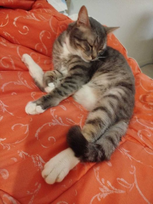 Кот в добрые руки, помесь британца (кастрирован)