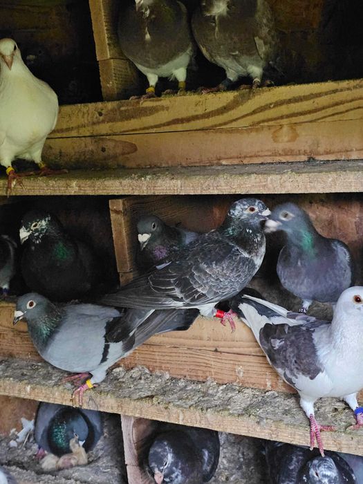 Porumbei voiajori de vânzare