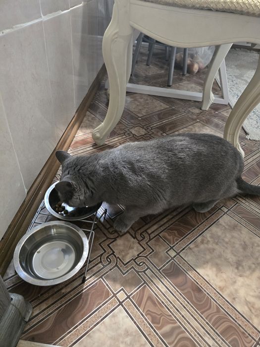 Кошка британка..