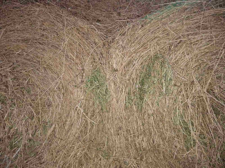 Рулонни бали люцерна