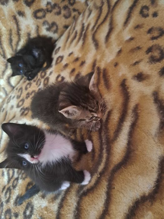 котяток пристраиваю