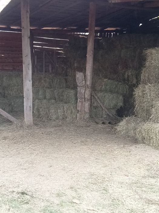 Vând baloți amestec lucernă și fân + otava