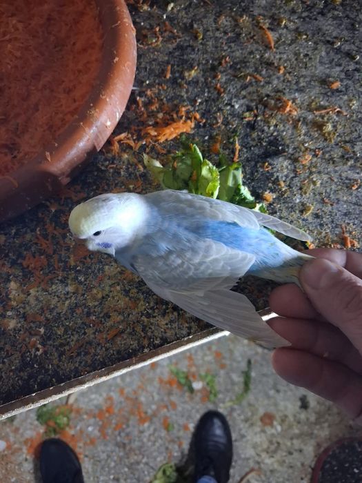 Papagali perusi tineret