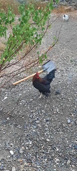 Қораз 50000 тенге