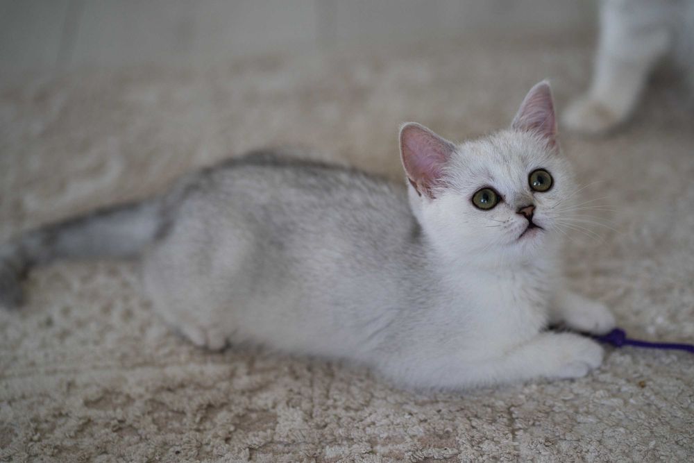 Motanel British Shorthair Silver Chinchilla