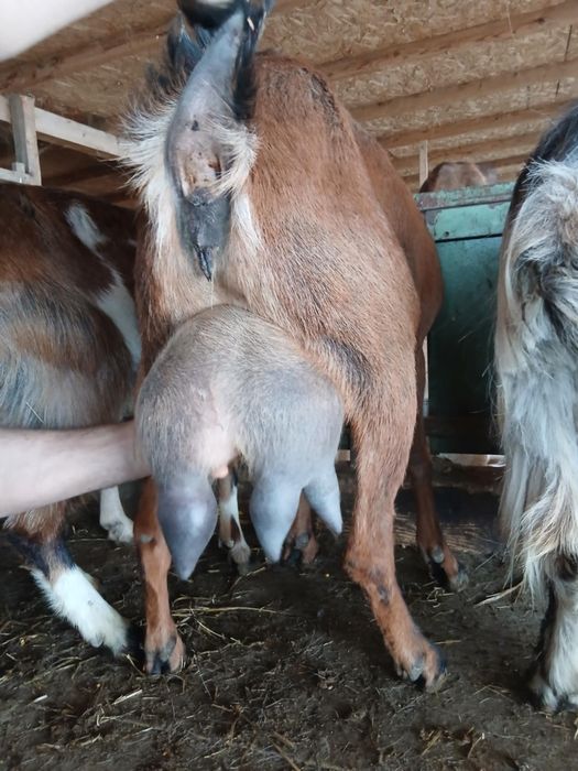 Capre sannen 4 litrii