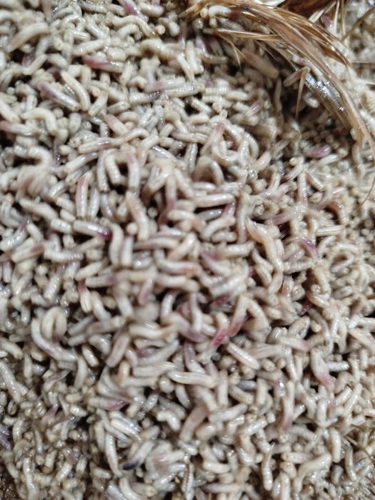 Опариш ва чувалчанглар