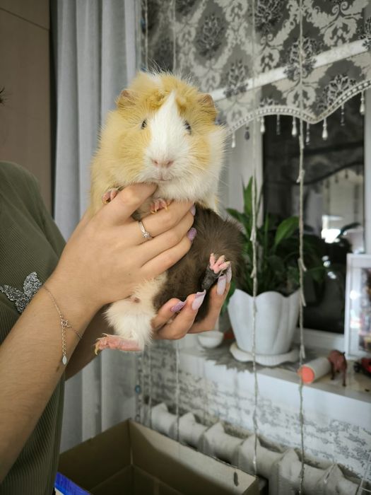 Продам свинок с клеткой