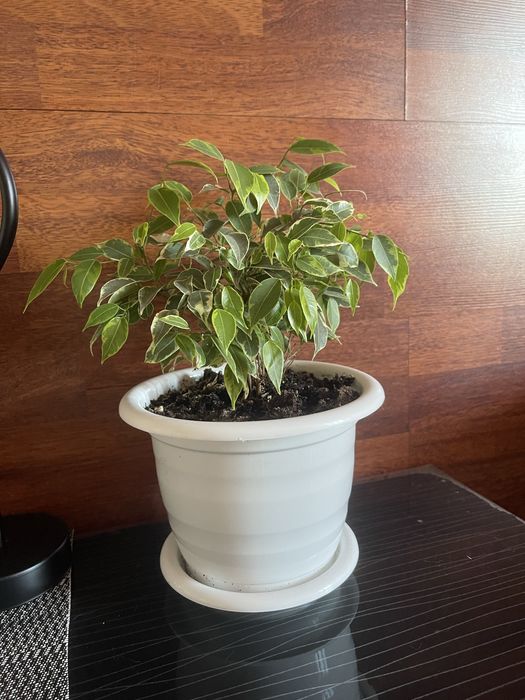 Пушистые фикусы .