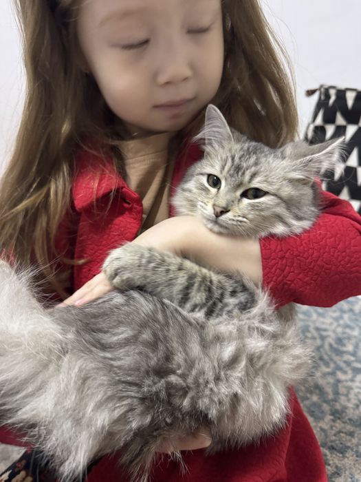 Британская длинношерсть