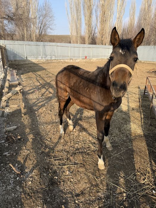 Продам жиребенка 1 год