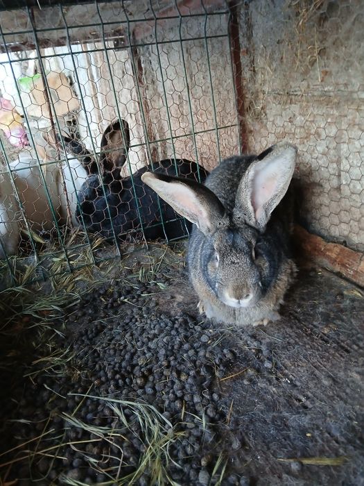 Vand iepuri 5 femele si 1 mascul