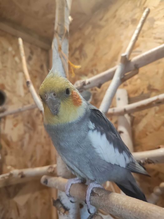 Vând sau Schimb mascul nimfa cu femela nimfa matur