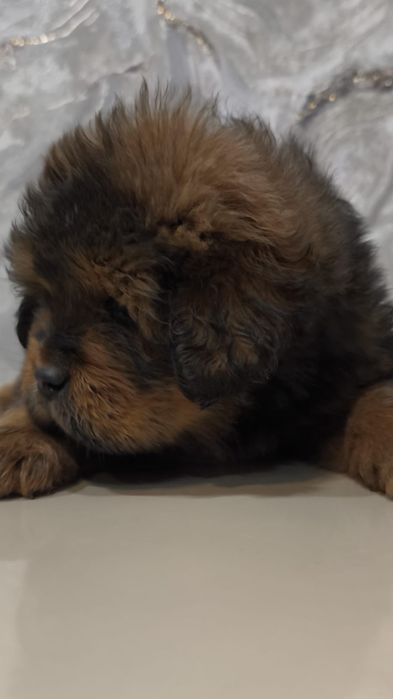 Лучшие представители породы