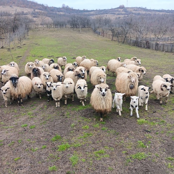 Oi  cu miei  de vanzare