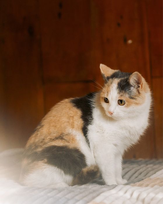 Кошечка в дар