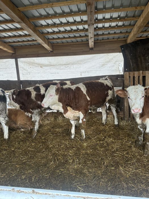 Vand vitei   Pret 26 kg