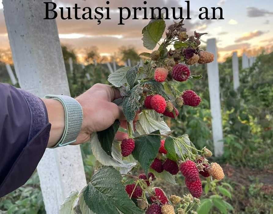 Butași de Zmeură cu Rădăcini Puternice – Recoltă Generoasă!