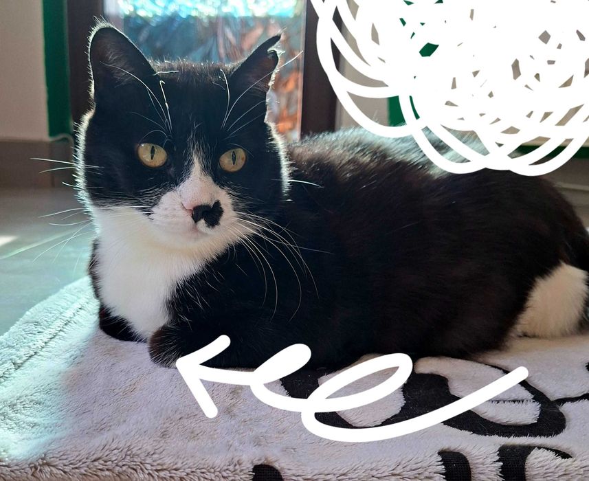 Adoptie pisica neagra castra Martafica, curte