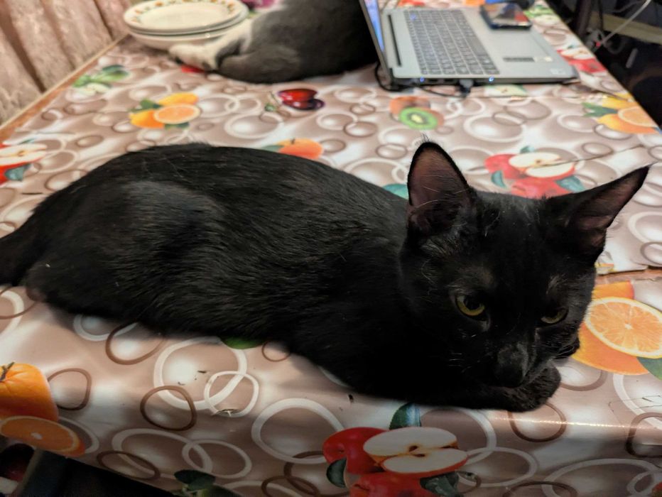 Котик кастрирован. Кошечки стерилизованные. (7-8 мес. Отдам)