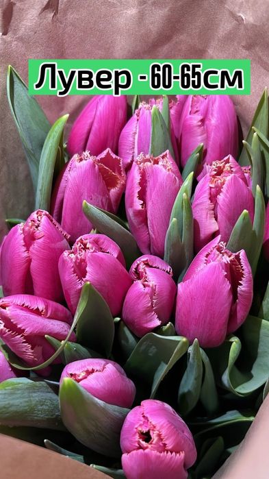 ТЮЛЬПАНЫ!!! Талдықорған!