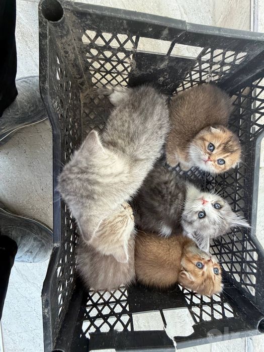 Скоттиш-фолд и скоттиш-страйт