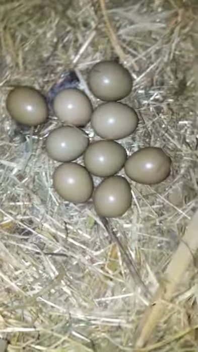 Vând ouă fazani pentru incubat