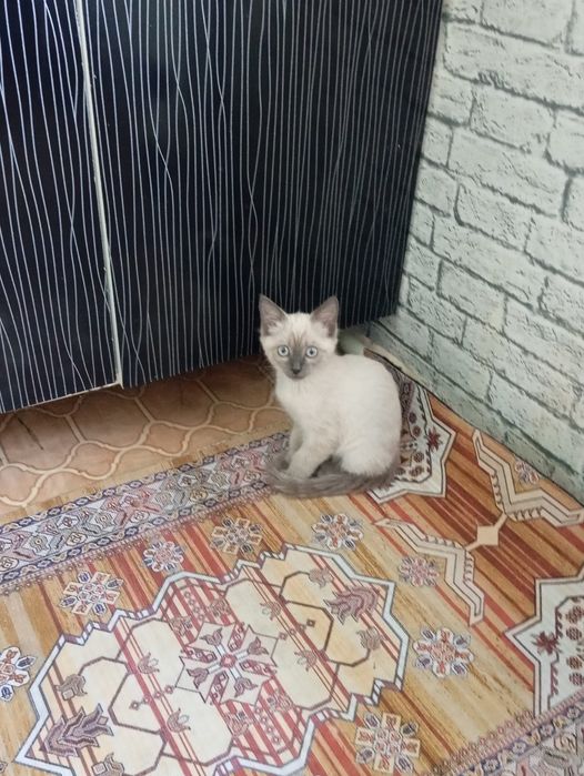 Отдам в добрые руки сиамскую кошечку