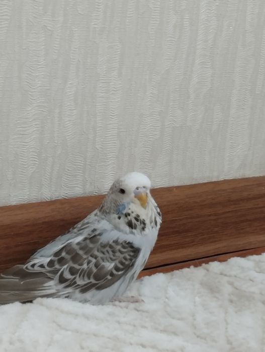 Птинцы Андуки молодые