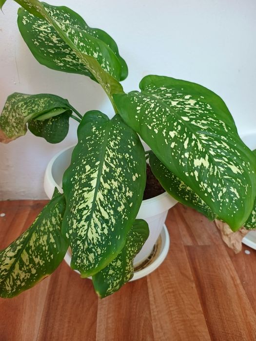 Дифенбахия цвете 0.50см