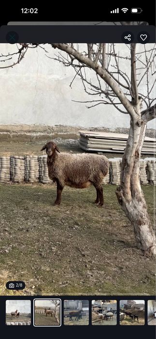 Sovluq bara sotiladi boğoz