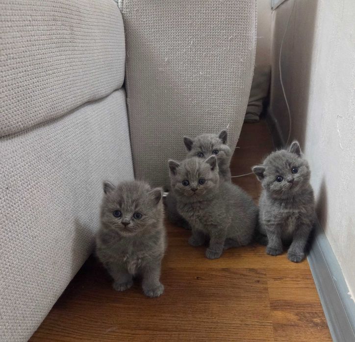 Продавам британски котета
