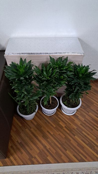 Большие комнатные цветы