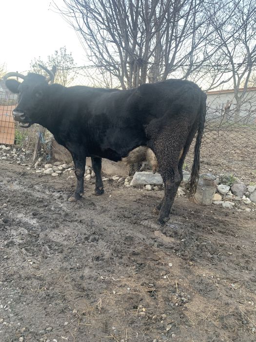 De vnzare vaca cu lapte