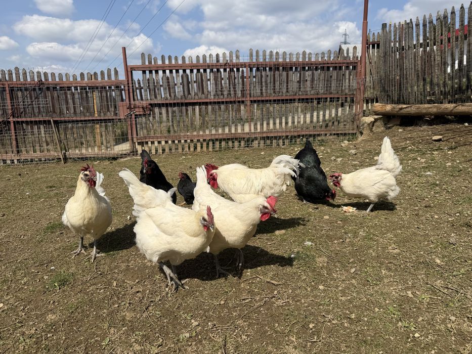 Pui La Bresse + Australorp