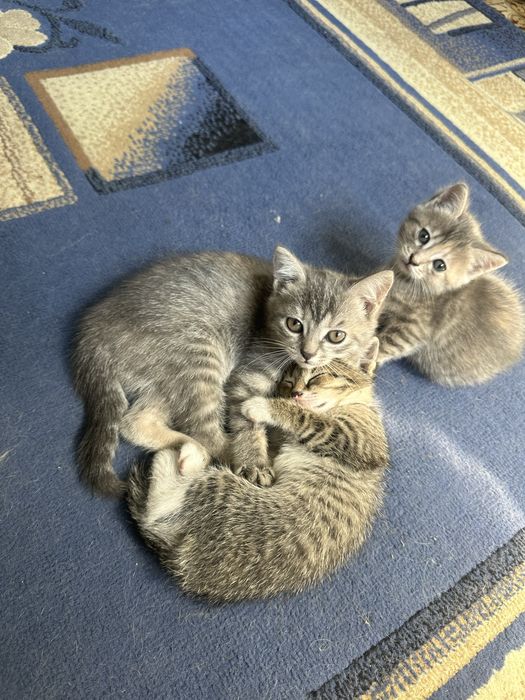 Котенок ,девочка,!