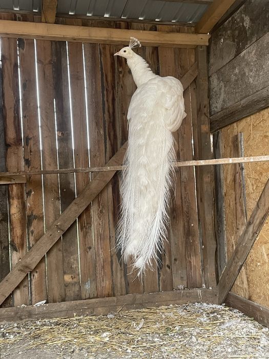 Vand sau schimb paun