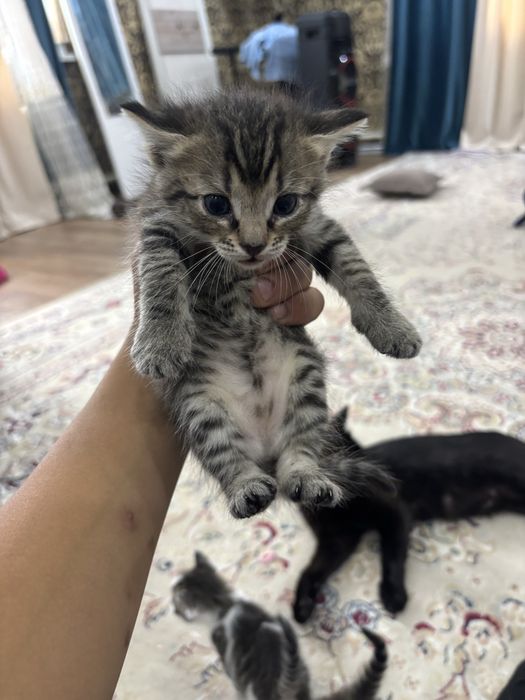 Отдам котят в добрые руки