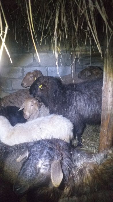 Продам баранух 4 годовы