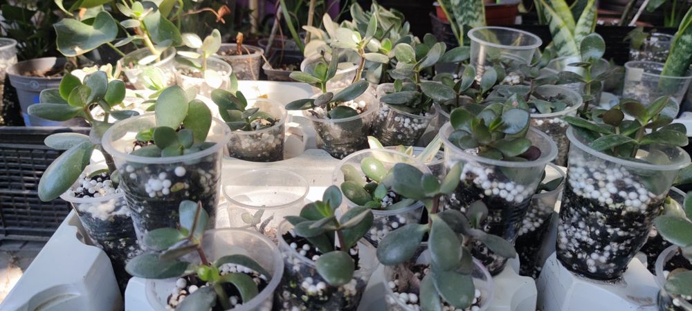 Денежное дерево Крассула Толстянка