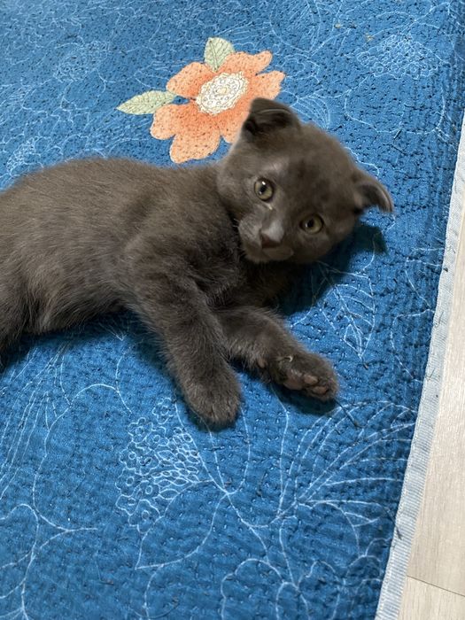 Отдам котят в добрые руки!