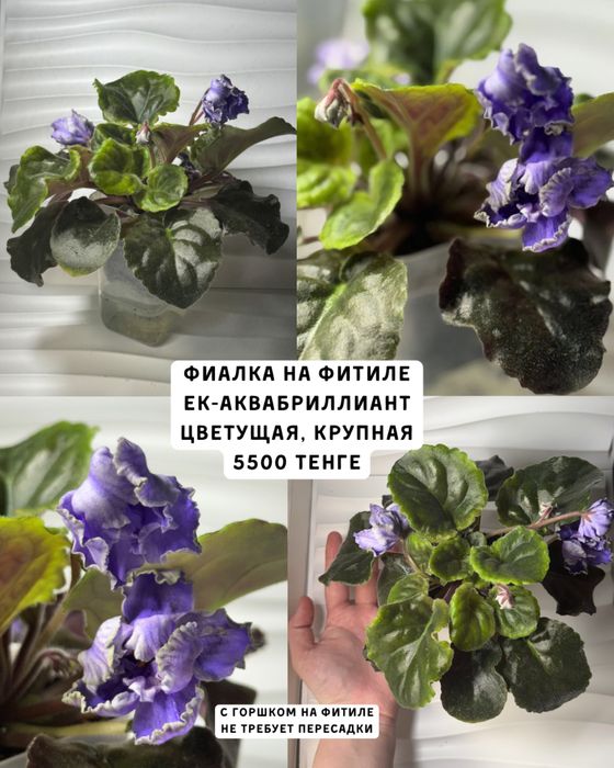 Фиалки цветущие сортовые