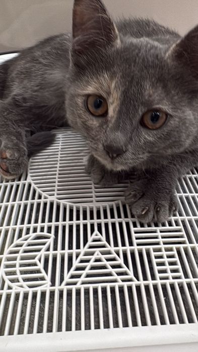 Котенок 4-5месяц