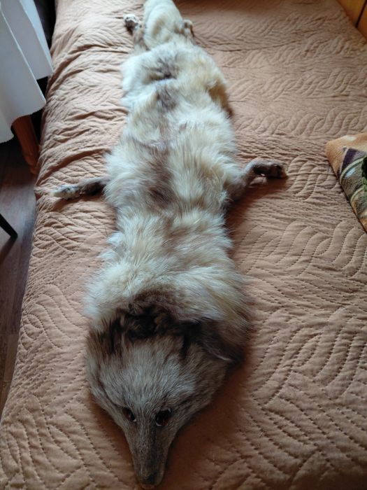 Яка от естествена кожа на сребриста лисица