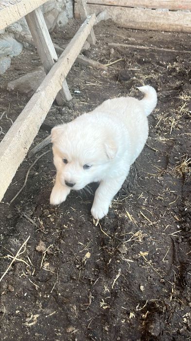 Кушыктер сатылады срочно