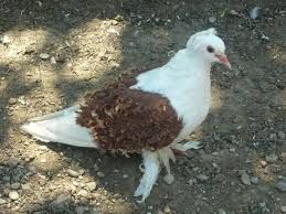 Vand porumbei creti francezi capaciti si jucatori de Baku