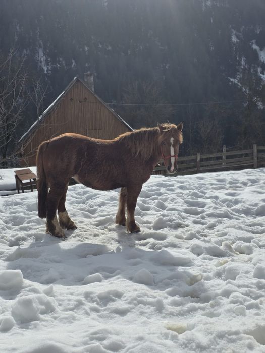 Vând mânză gestantă, 3,5 ani