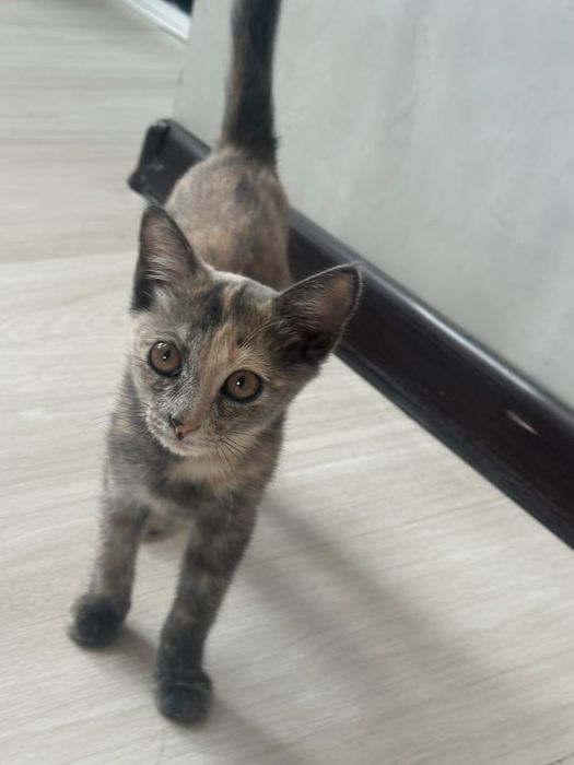 Кошка 2.5 месяцев