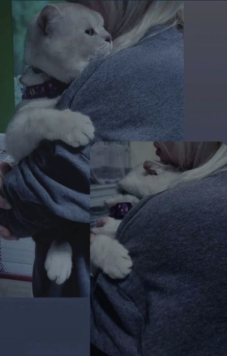 Вязка, Племенной Кот, серебристая шиншилла